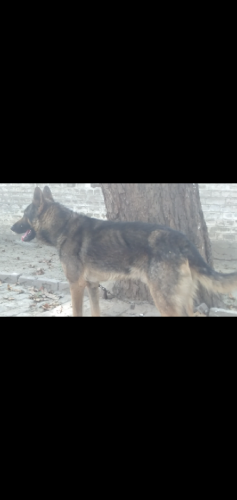 Alstian Dog