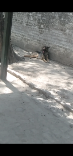 Alstian Dog