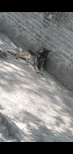 Alstian Dog