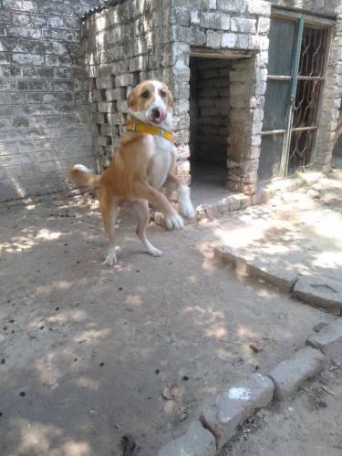 Pointer Male Dog 