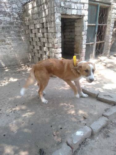 Pointer Male Dog 