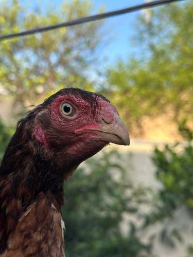 top blood lines aseel bird available 