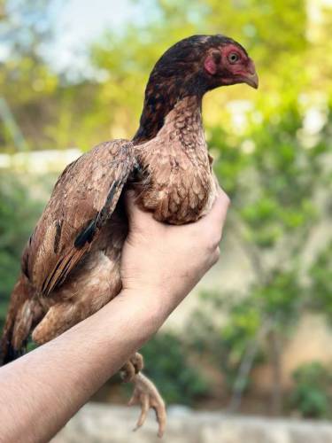 top blood lines aseel bird available 