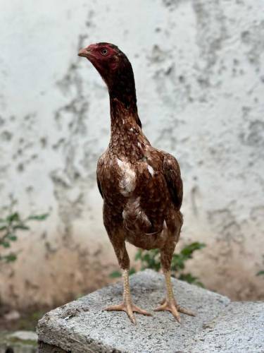top blood lines aseel bird available 
