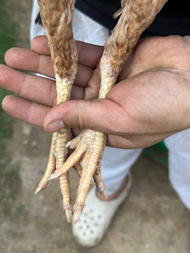top blood lines aseel bird available 