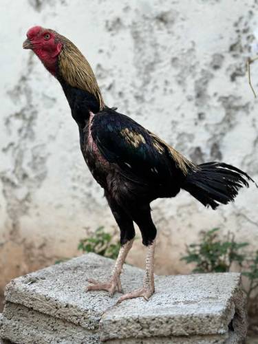 top blood lines aseel bird available 