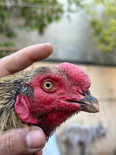 top blood lines aseel bird available 
