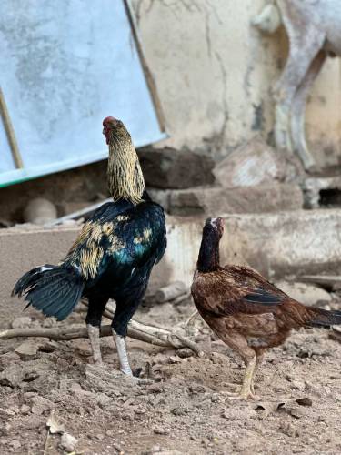top blood lines aseel bird available 