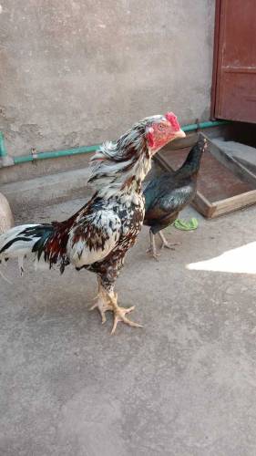 High quality Aseel pair