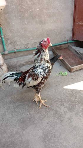 High quality Aseel pair
