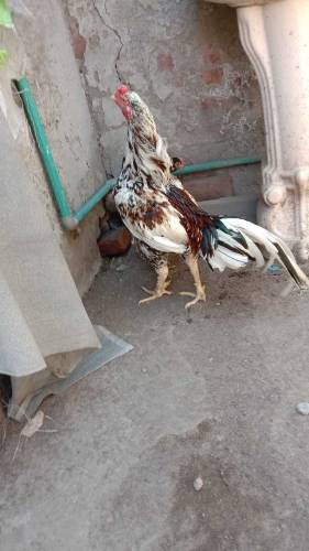 High quality Aseel pair
