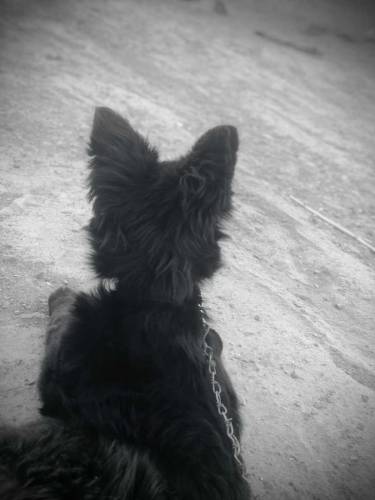 black german shepherd for sale