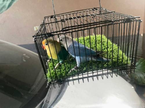 love birds for sell 