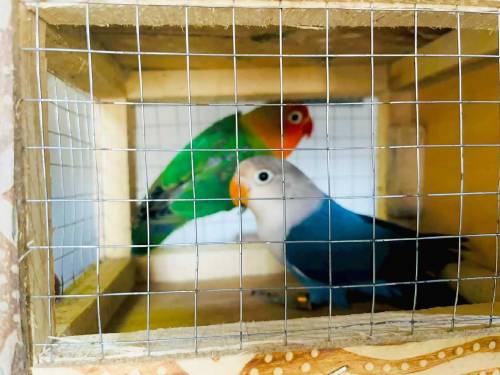 love birds for sell 