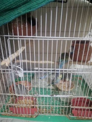 parrot budgie 