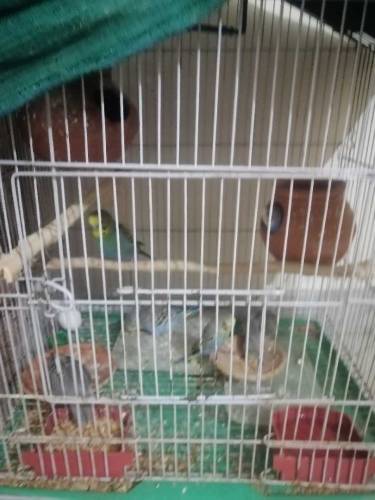 parrot budgie 