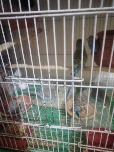 parrot budgie 
