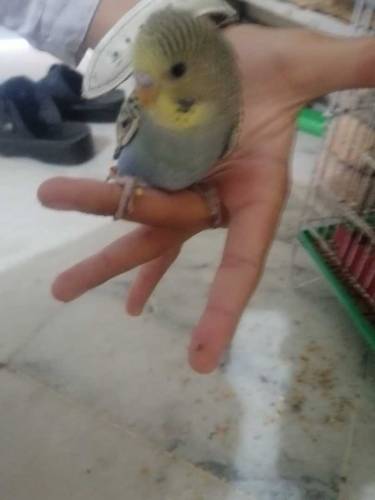 parrot budgie 