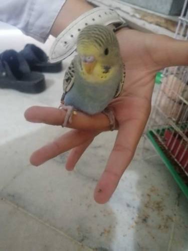 parrot budgie 