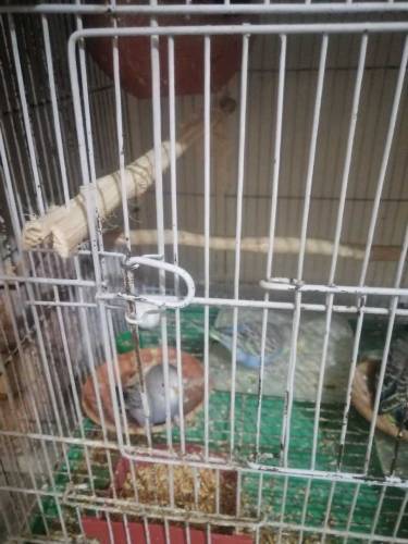 parrot budgie 