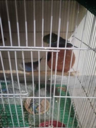 parrot budgie 
