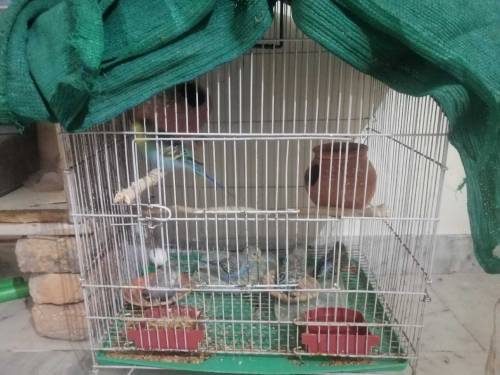 parrot budgie 