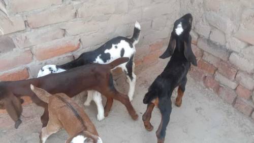 بکری پالو ثواب کماؤ 