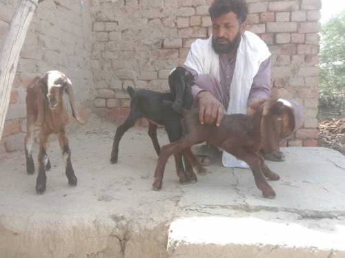 بکری پالو ثواب کماؤ 
