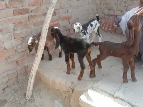 بکری پالو ثواب کماؤ 
