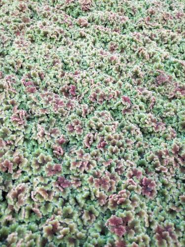 Azolla