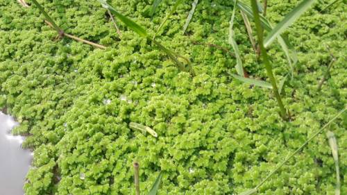 Azolla