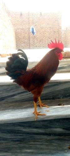 Desi murgha for sale