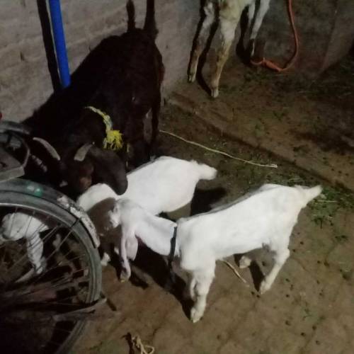 ایک عدد بکری منہ سے چار دانت ساتھ دو بچے راجن پوری عمر ایک. ماہ