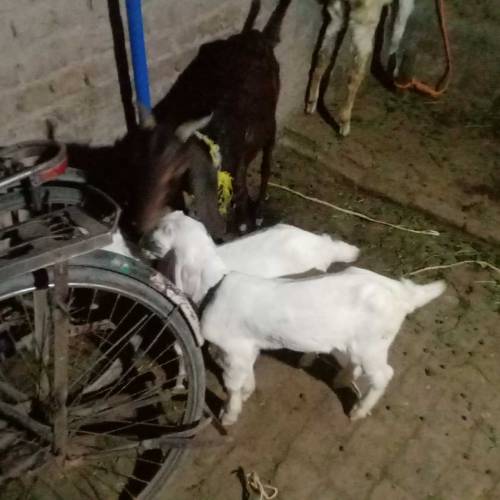 ایک عدد بکری منہ سے چار دانت ساتھ دو بچے راجن پوری عمر ایک. ماہ