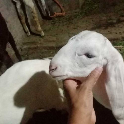 ایک عدد بکری منہ سے چار دانت ساتھ دو بچے راجن پوری عمر ایک. ماہ