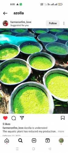 Azolla
