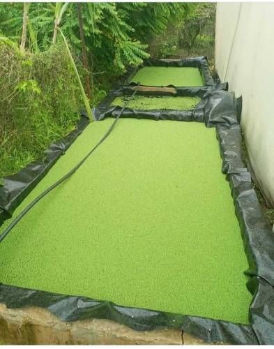 Azolla