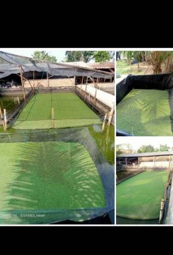 Azolla
