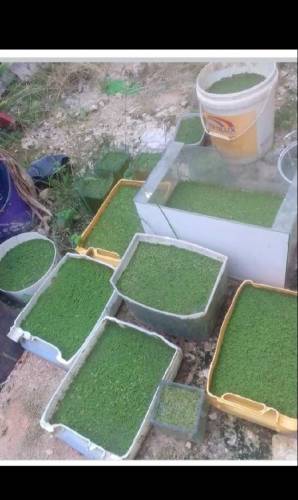 duckweed 