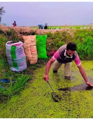 duckweed 