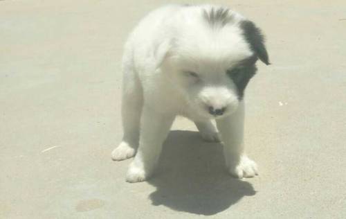 female puppy