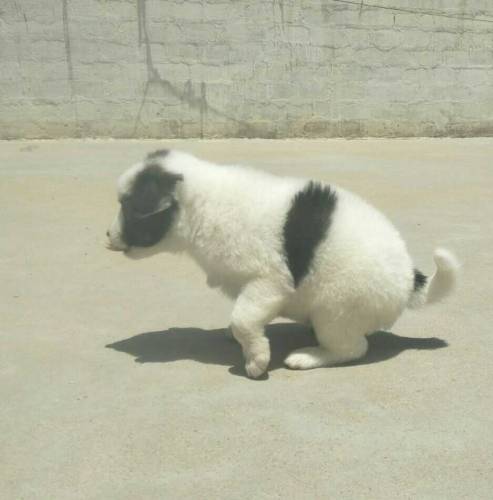 female puppy