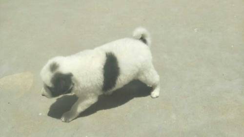 female puppy