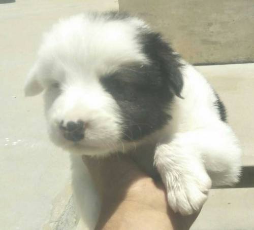 female puppy