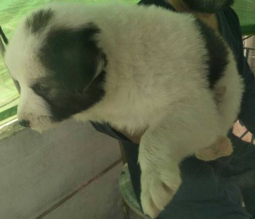 female puppy