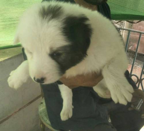 female puppy