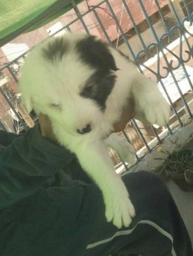 female puppy