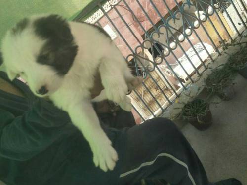 female puppy