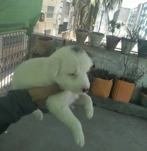 female puppy