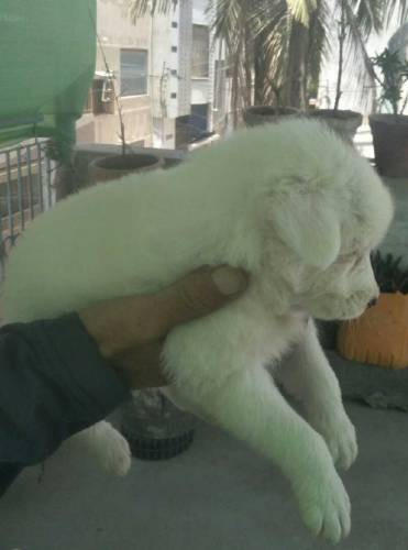 female puppy